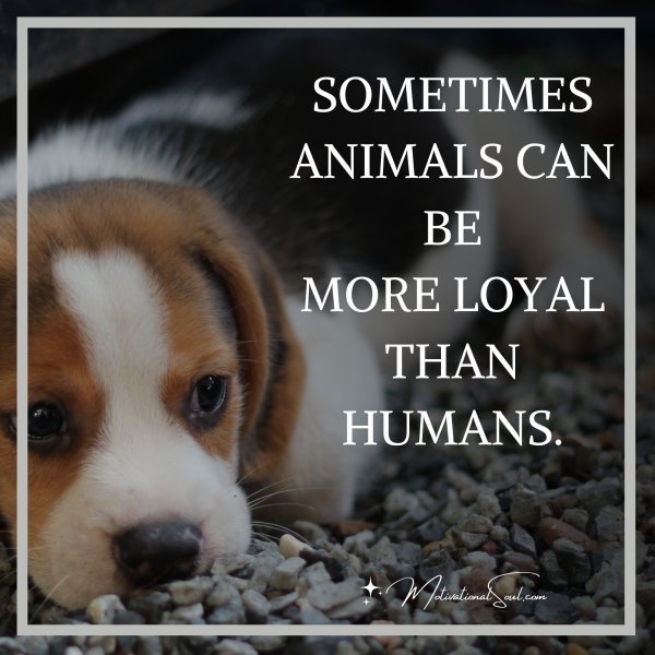 Quote SOMETIMES ANIMALS CAN BE MORE LOYAL THAN HUMANS Motivational Soul